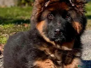 German Shepherd dogs STRAIGHT BACK,TOP QUALITY KC REG GSD PUPS - Advert 5