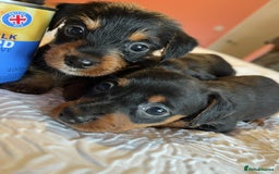 Mixed Breed dogs for sale: Adorable Dorkie puppies  - Image 7