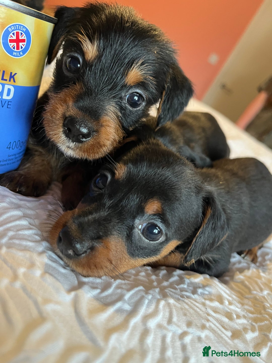 Mixed Breed dogs for sale: Adorable Dorkie puppies  - Image 7