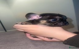 French Bulldog dogs for sale: 8 beautiful French bulldog puppies  - Image 1