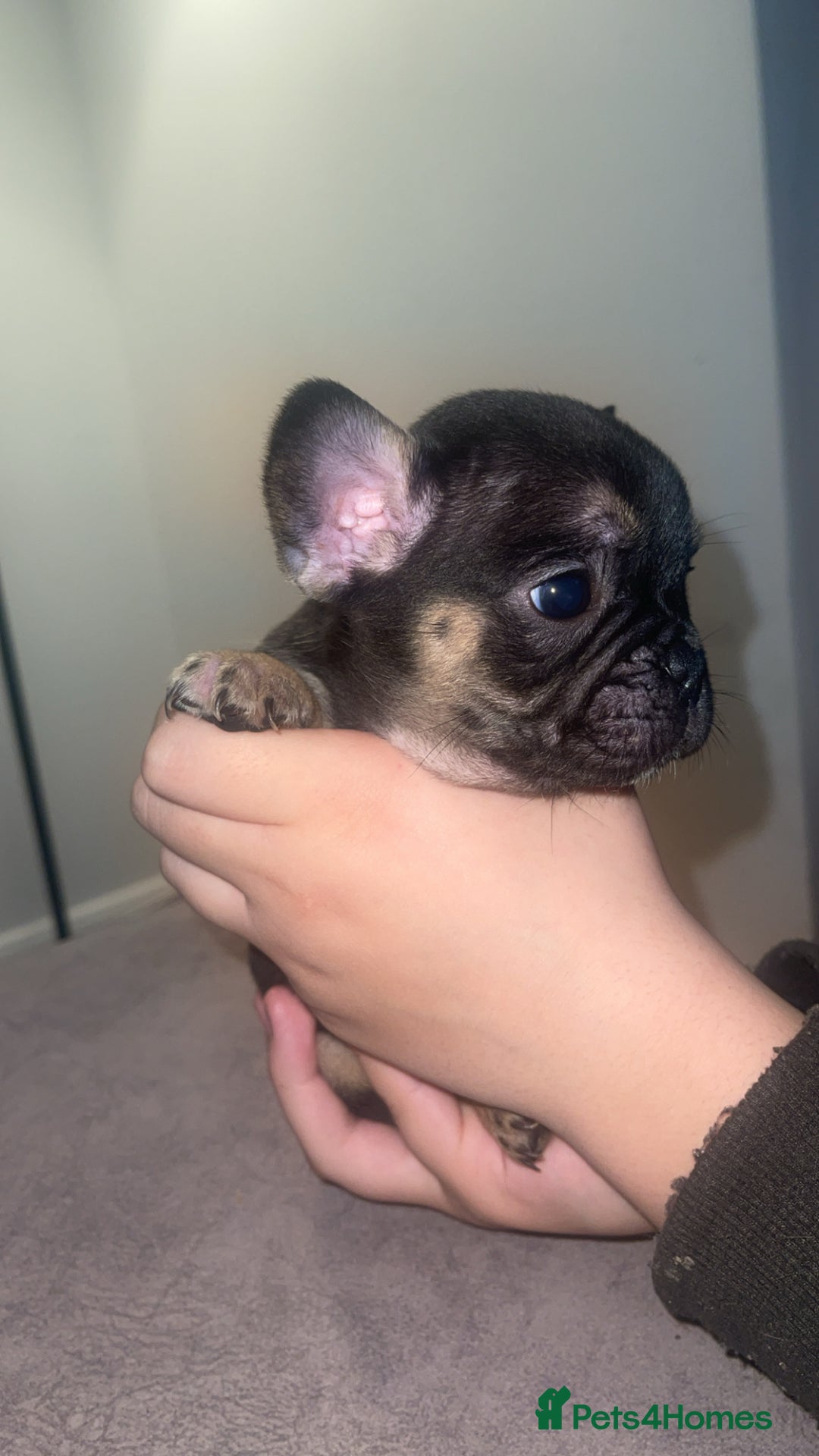 French Bulldog dogs for sale: 8 beautiful French bulldog puppies  - Image 1