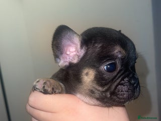 French Bulldog dogs - Advert 11