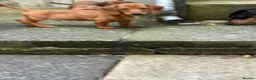 Dachshund dogs for sale: last boy, ready now £700 - Advert 3