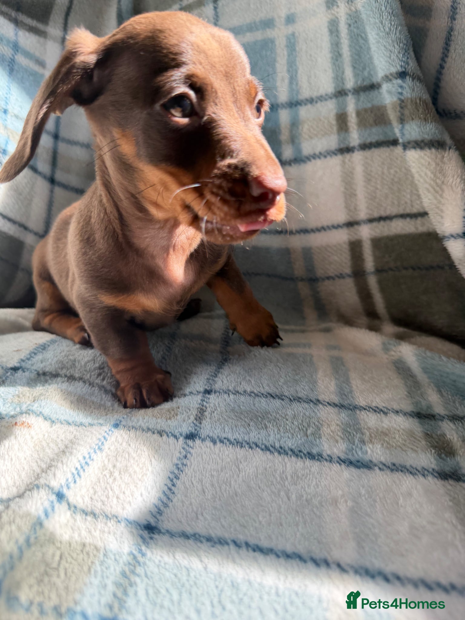 Dachshund dogs for sale: Miniature Dachshund Puppies  - Advert 13