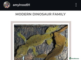 Gecko reptiles for sale: Breeding pair of dalmation crested geckos - Advert 1