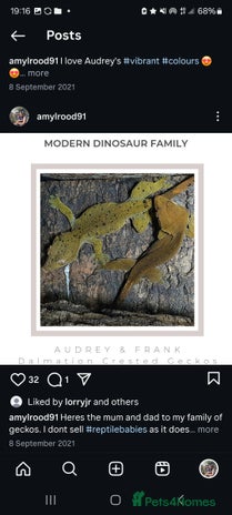 Gecko reptiles Breeding pair of dalmation crested geckos - Advert 2