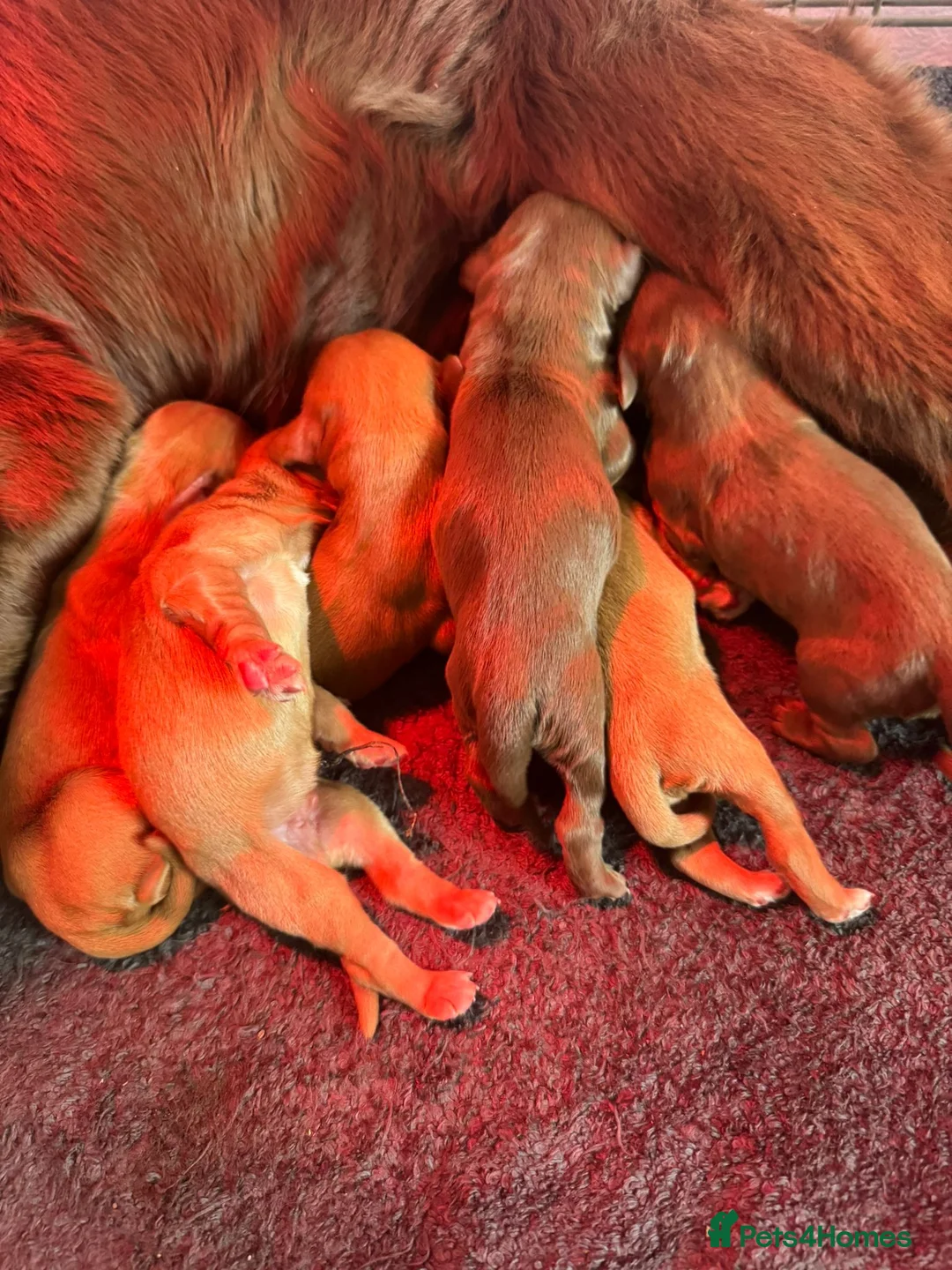 Cocker Spaniel dogs for sale: STUNNING PEDIGREE WORKING COCKER SPANIEL PUPPY, - Advert 13