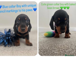 Miniature Dachshund dogs LAST 2 BOYS LEFT mini smooth Dachshund pups - Advert 9