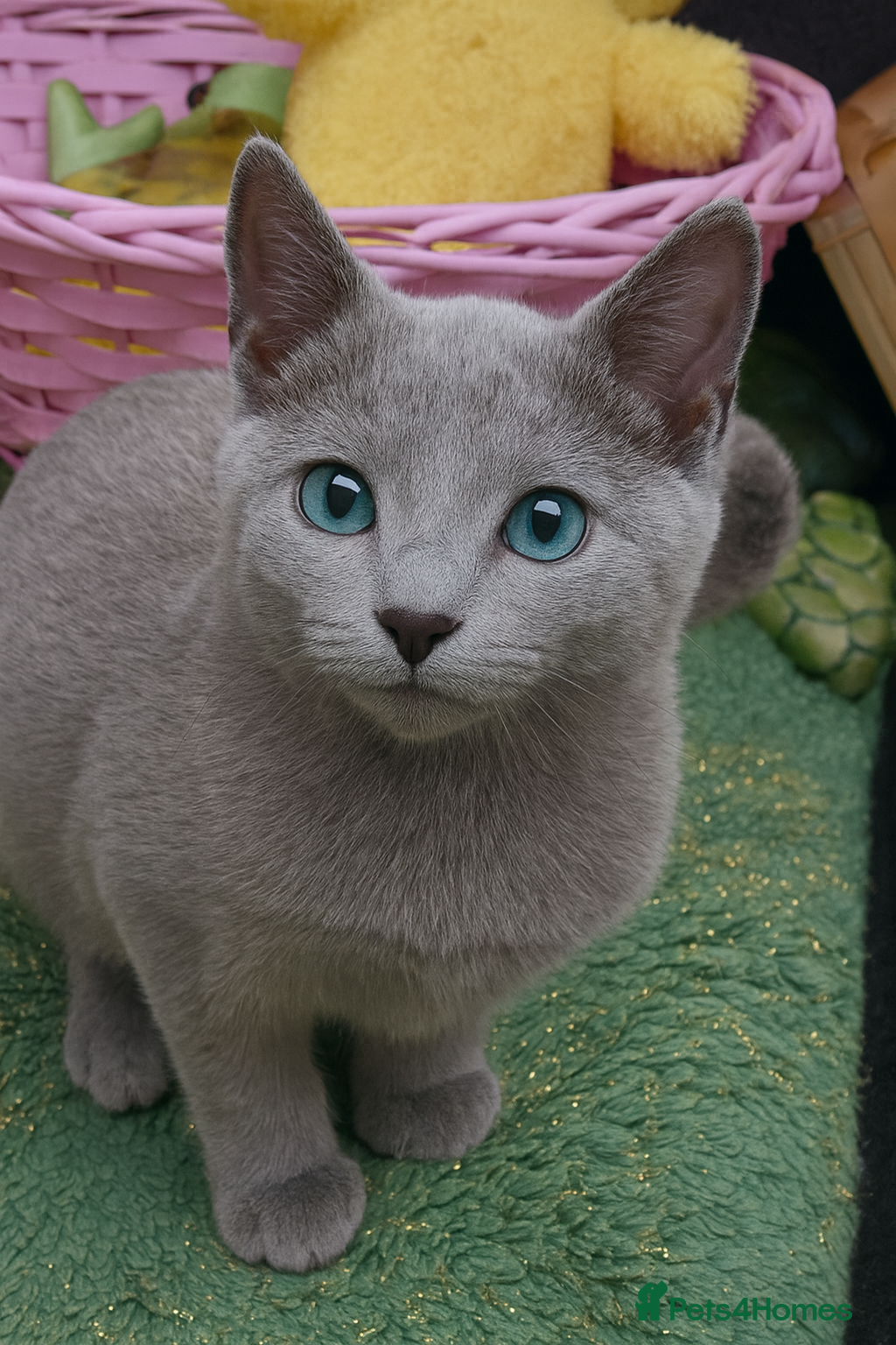Russian Blue cats  RUSSIAN BLUE Pedigree(GCCF)LAST GIRL,4m, N.London - Advert 5