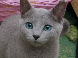 Russian Blue cats RUSSIAN BLUE Pedigree(GCCF)LAST GIRL,4m, N.London - Advert 10