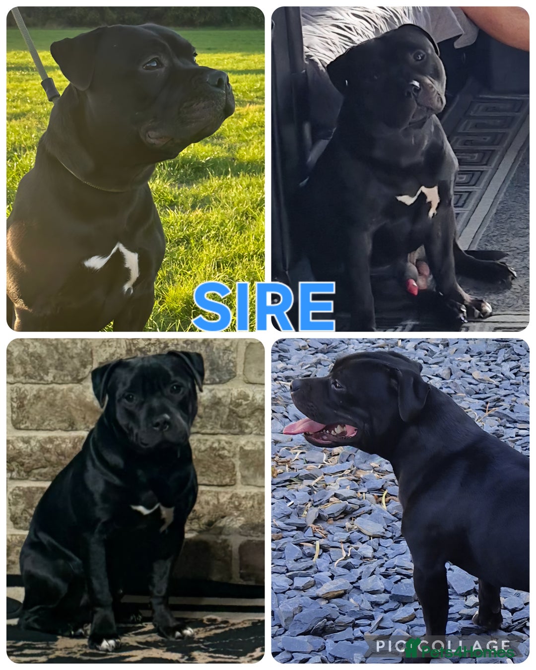 Staffordshire Bull Terrier dogs for sale: 4 Kc Reg Staffordshire Bull Terrier Females 🩷 - Advert 3