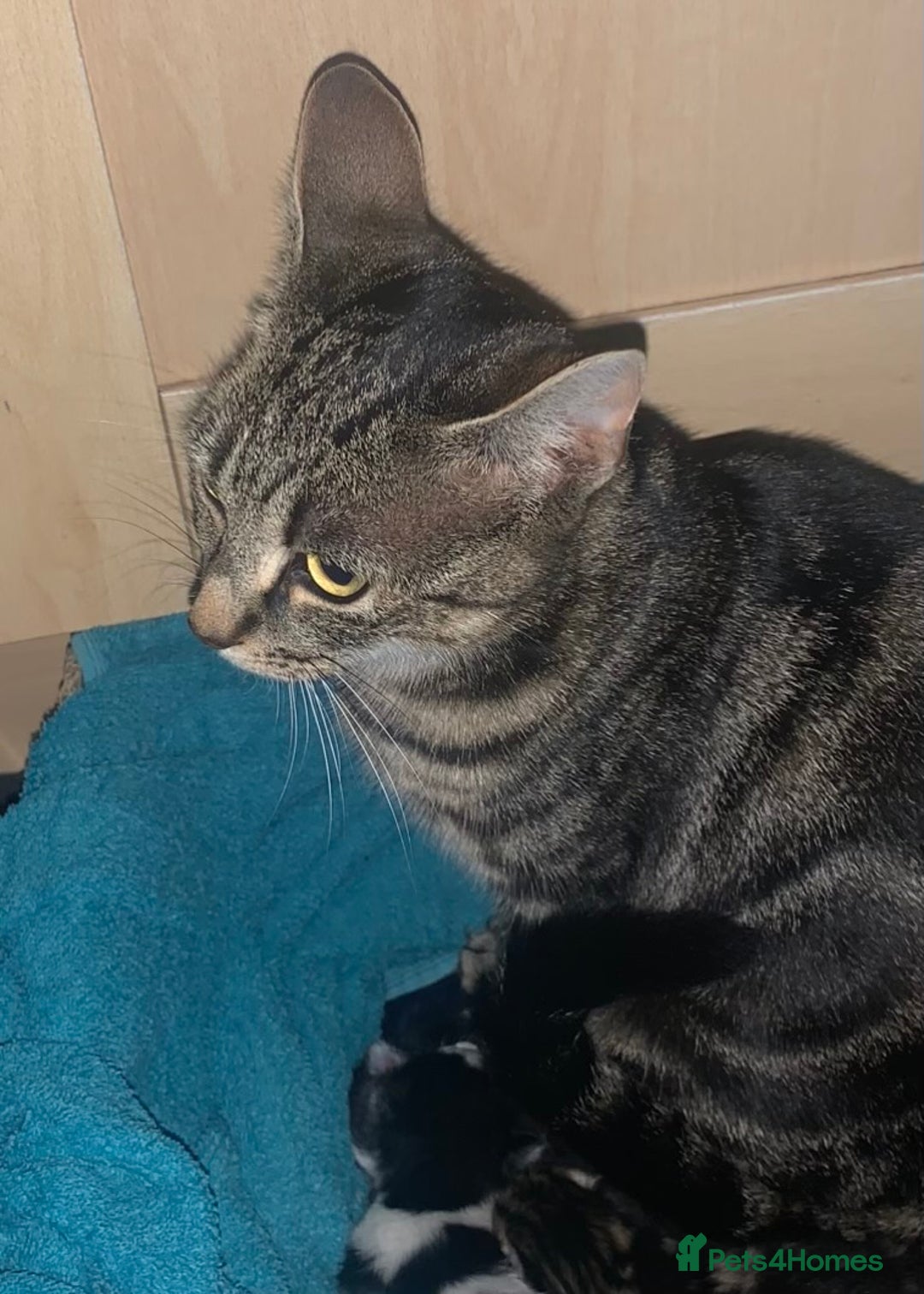 Domestic Shorthair cats for sale: 1 Female Tabby Kitten & 1 Black Tuxedo Male Kitten - Advert 8