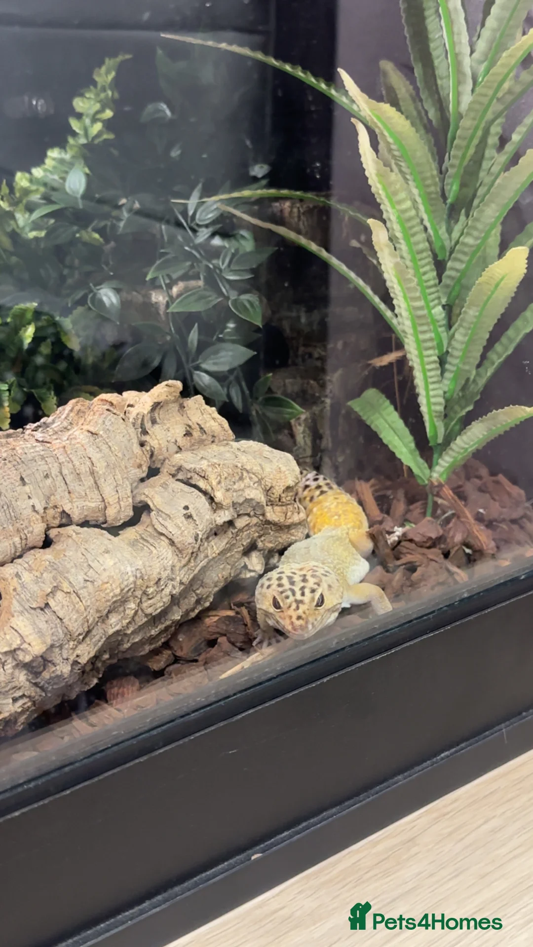 Gecko reptiles for sale: Leopard gecko and tank for sale in Brighouse - Advert 1