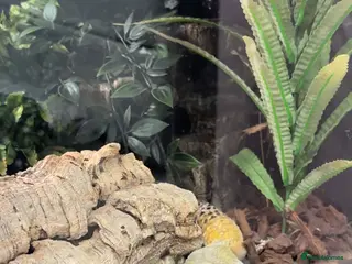 Gecko reptiles Leopard gecko and tank for sale - Advert 8