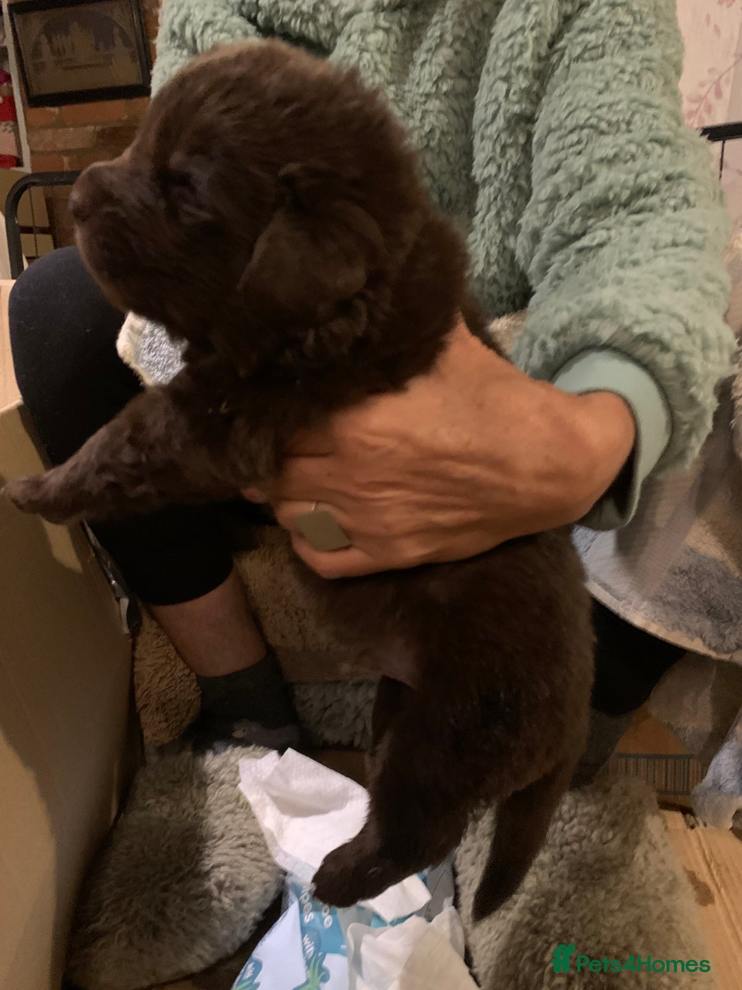 Newfoundland dogs for sale: ✨ Stunning Chocolate Newfoundland Puppies ✨ - Image 31