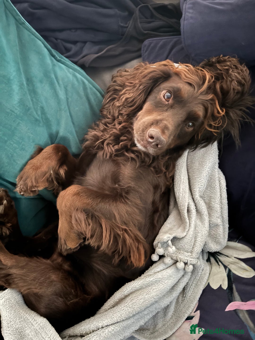 English Springer Spaniel dogs for stud: 4year old male springer for stud! - Image 2