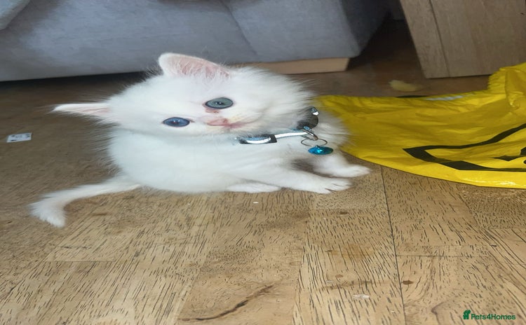 Ragdoll cats - Advert 10