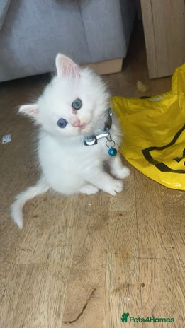 Ragdoll cats - Advert 8