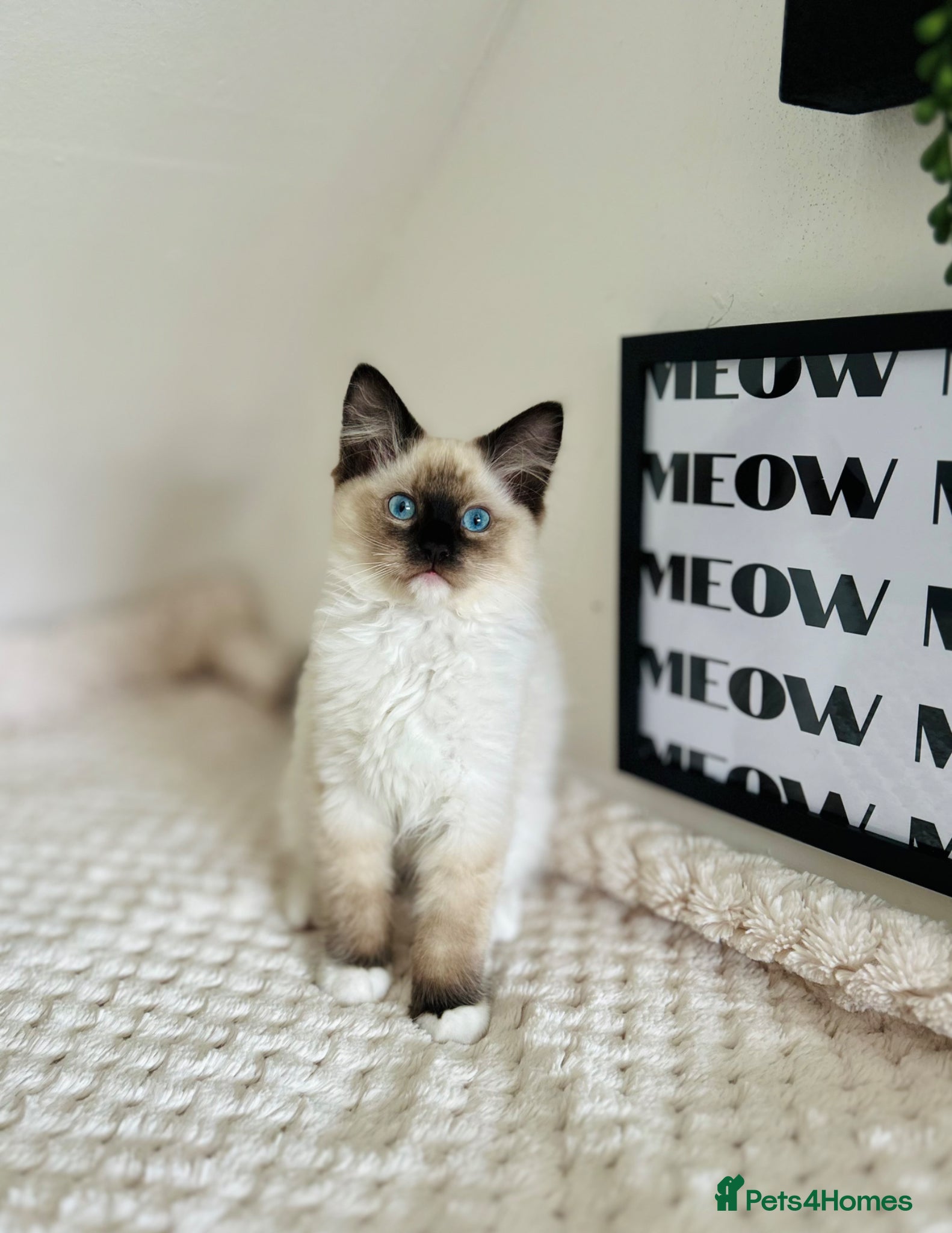 Ragdoll cats for sale: Boy chocolate ragdoll  - Advert 2