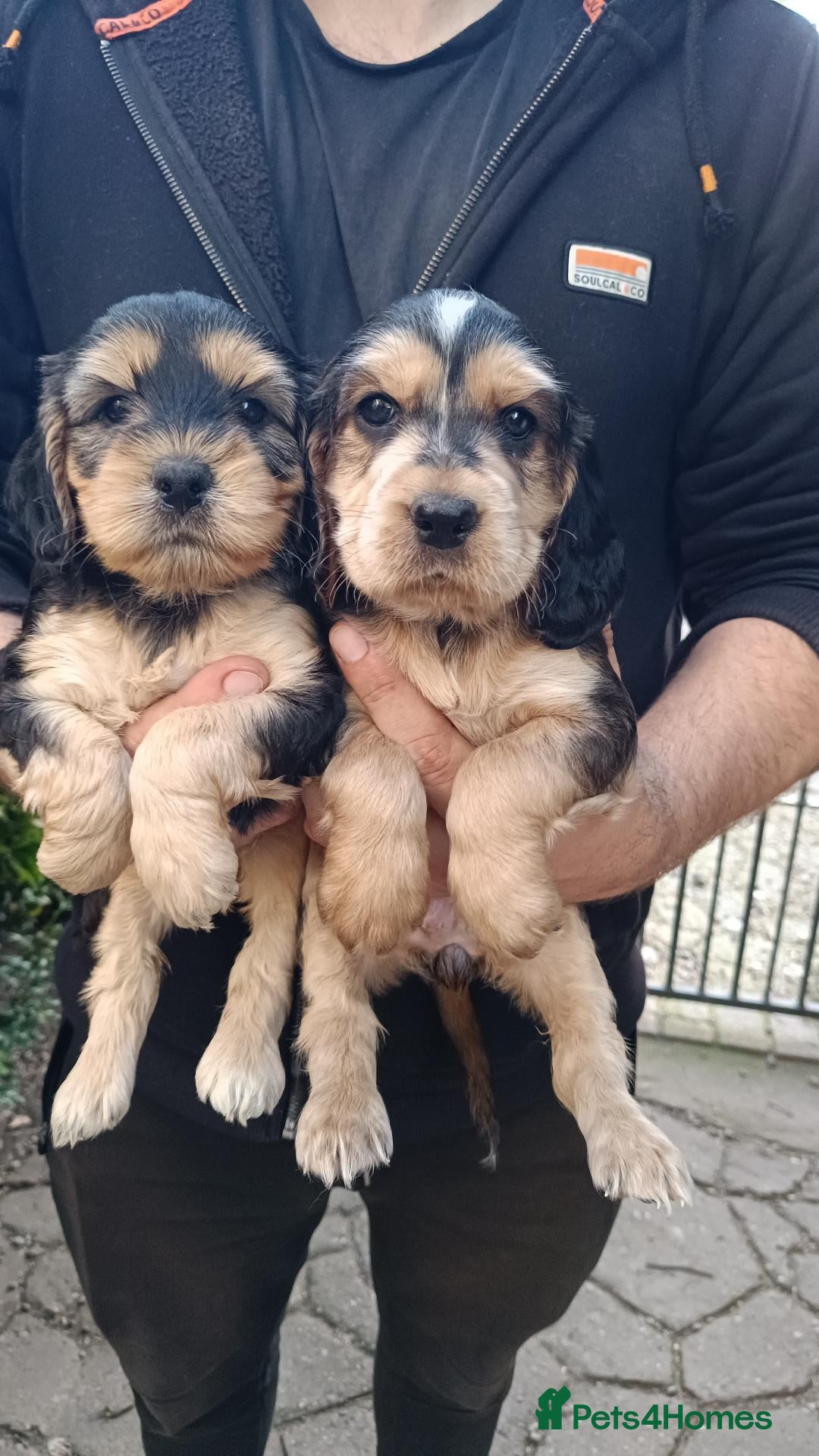 Cockapoo dogs Cockapoo Puppies  ready 16th October  - Advert 1