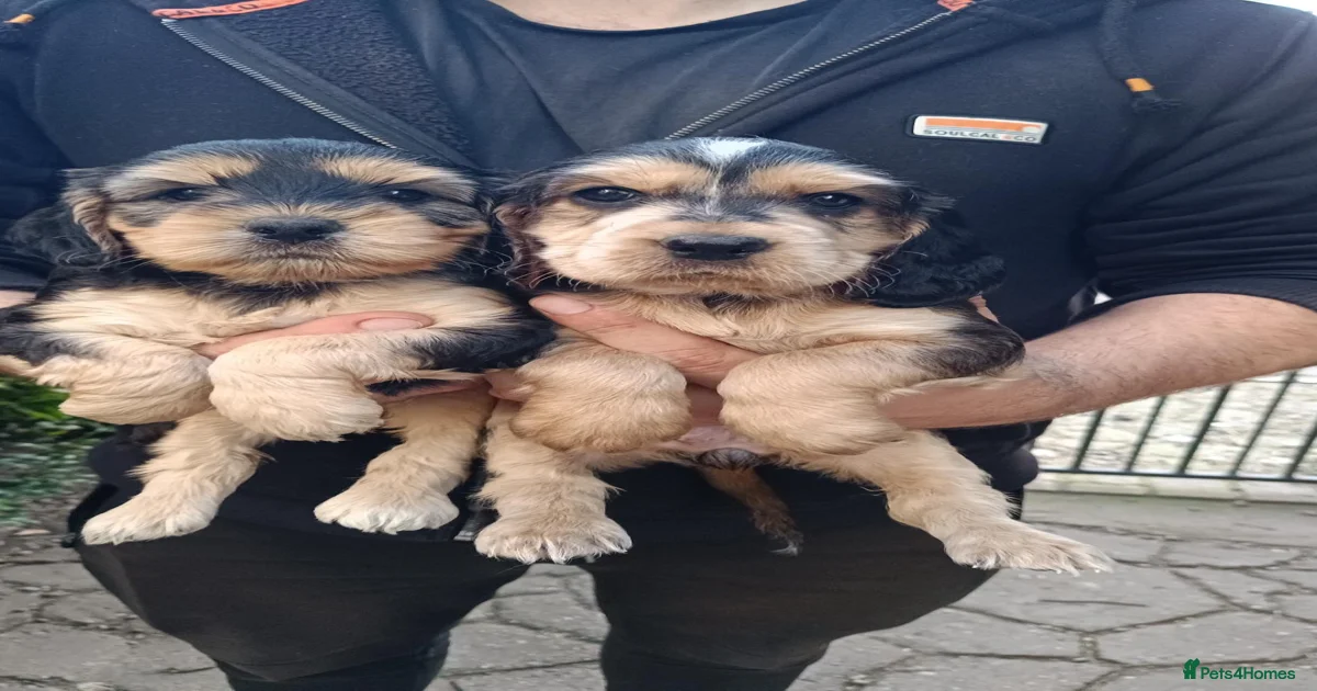Cockapoo Puppies for sale in Derby, Derby | Pets4Homes
