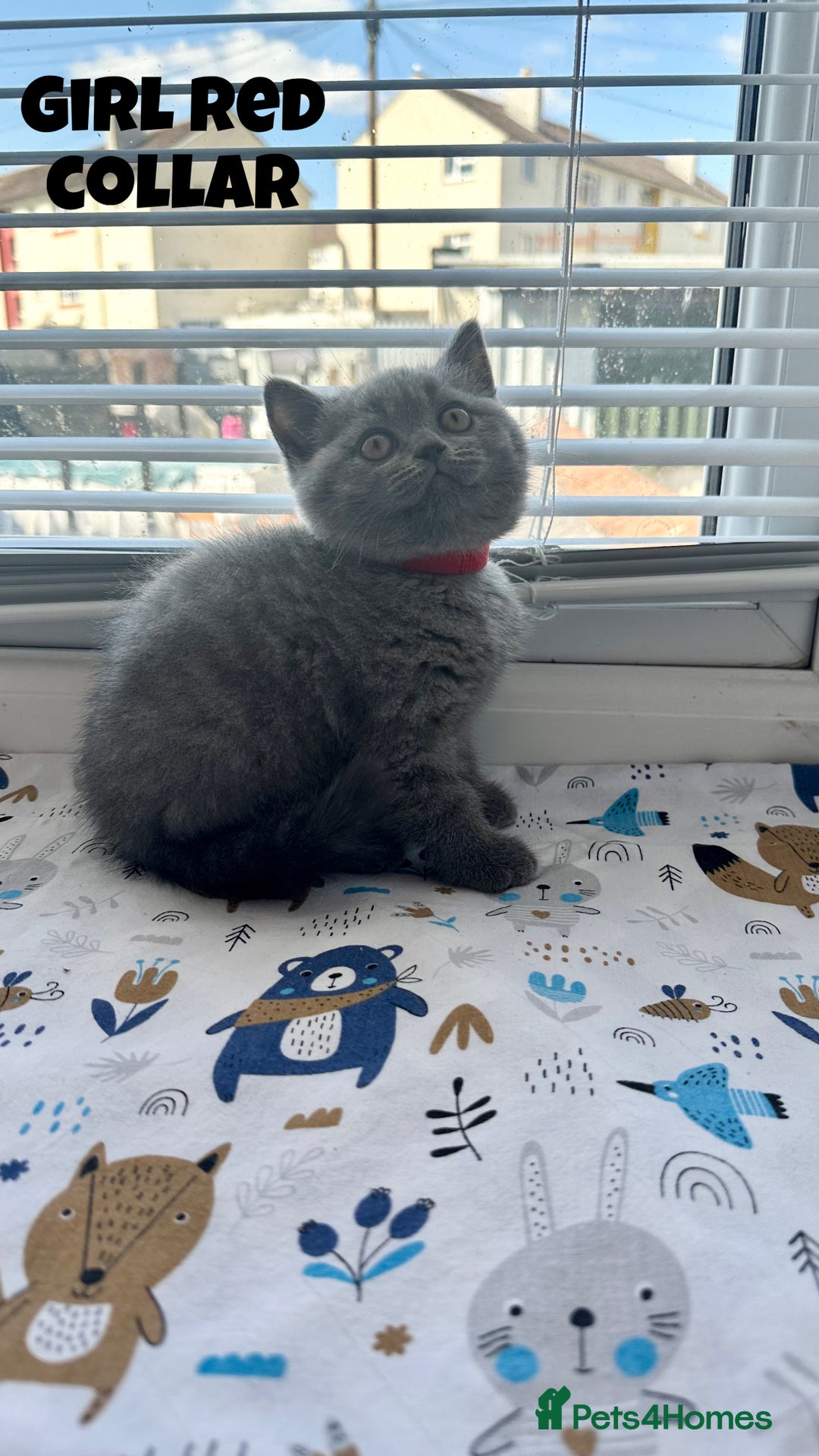 British Shorthair cats for sale: British Shorthair kittens - Image 4