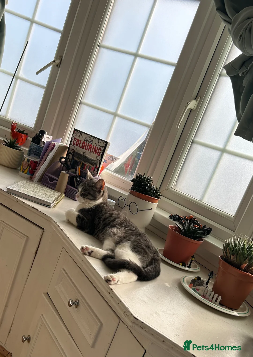 Domestic Shorthair cats for sale: Lovely 2 year old cat in need of rehoming - Advert 3