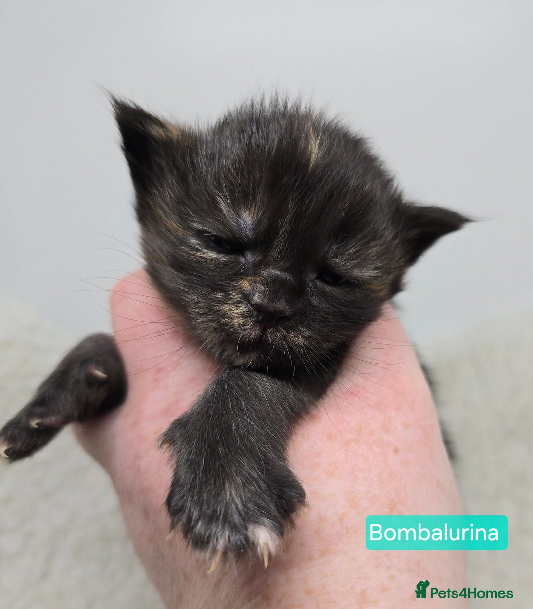 Maine Coon cats for sale: Maine Coon Kittens LARGE Blue/Black Tortie/Tabby - Advert 3