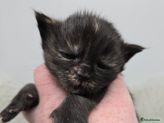 Maine Coon cats Maine Coon Kittens LARGE Black Tortie - Advert 1