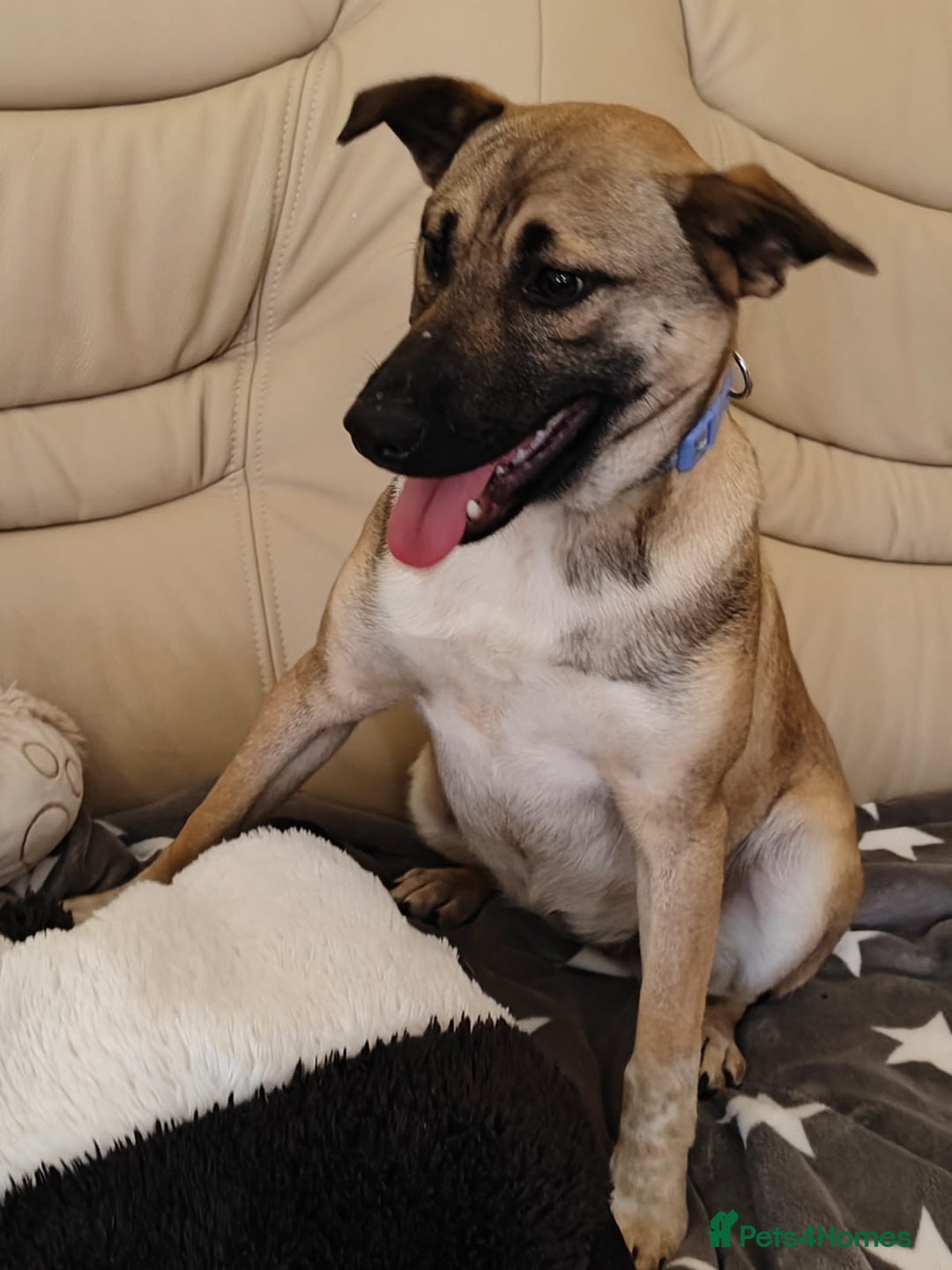 Mixed Breed dogs for adoption: ❤️Lisa, cheerful 7-month-old lower-medium girl ❤️ - Advert 9