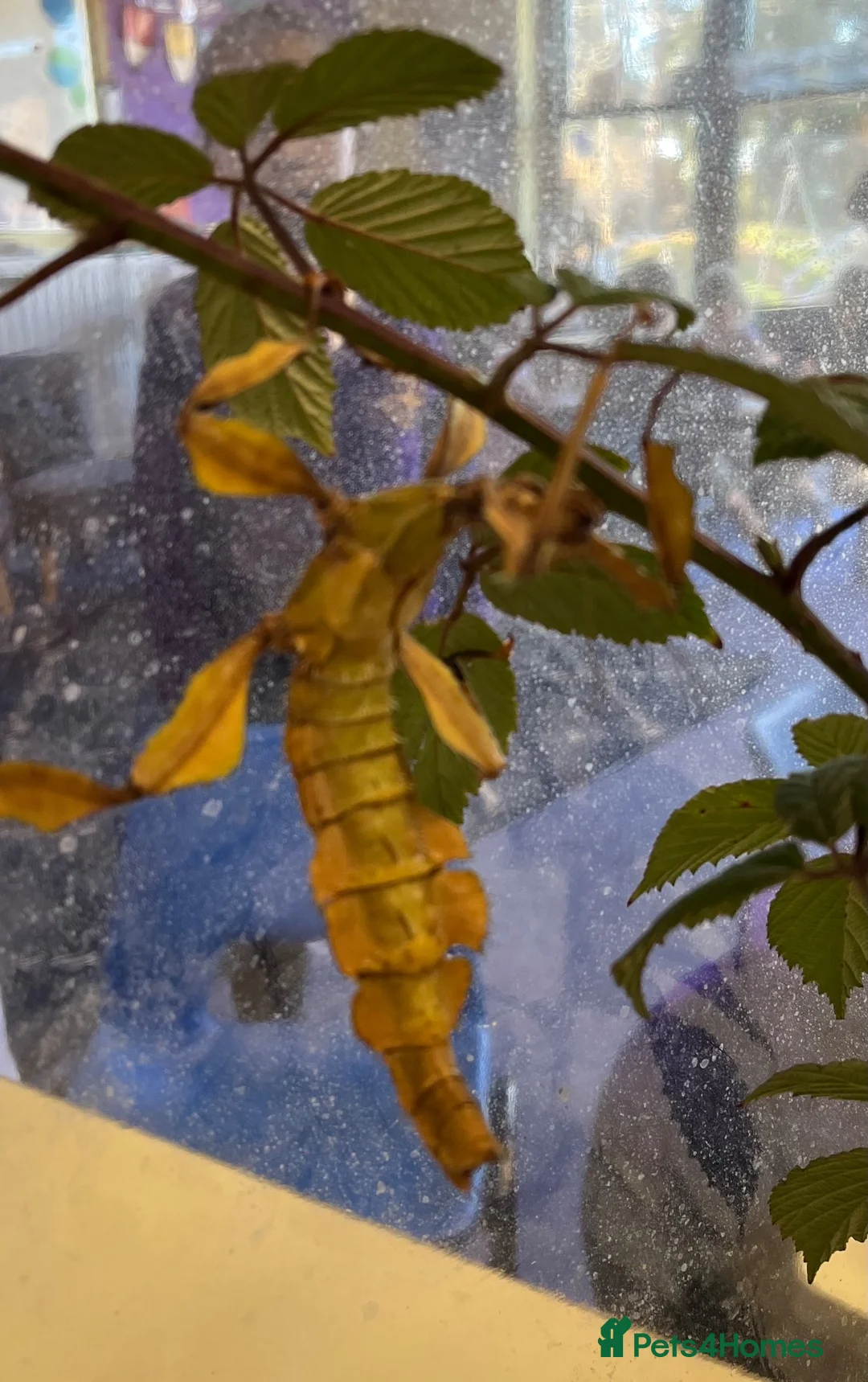 Stick Insects invertebrates for sale: Spiny stick insect eggs in Hove - Advert 5