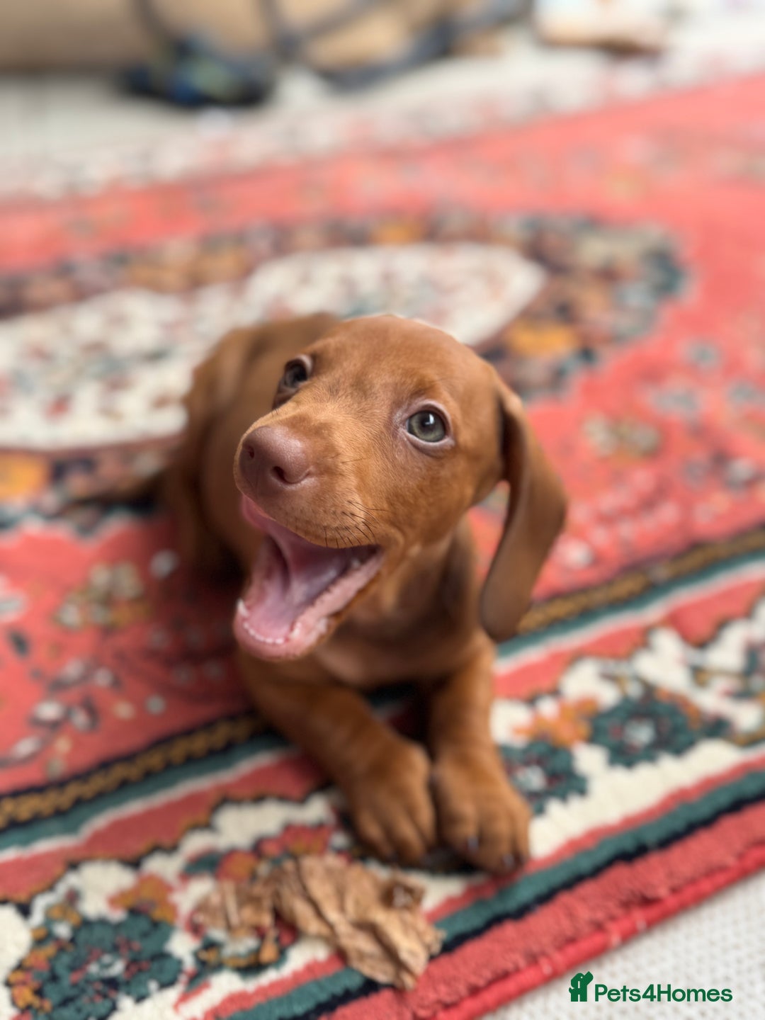 Dachshund dogs for sale: Beautiful puppies of standard dachshund  - Image 6