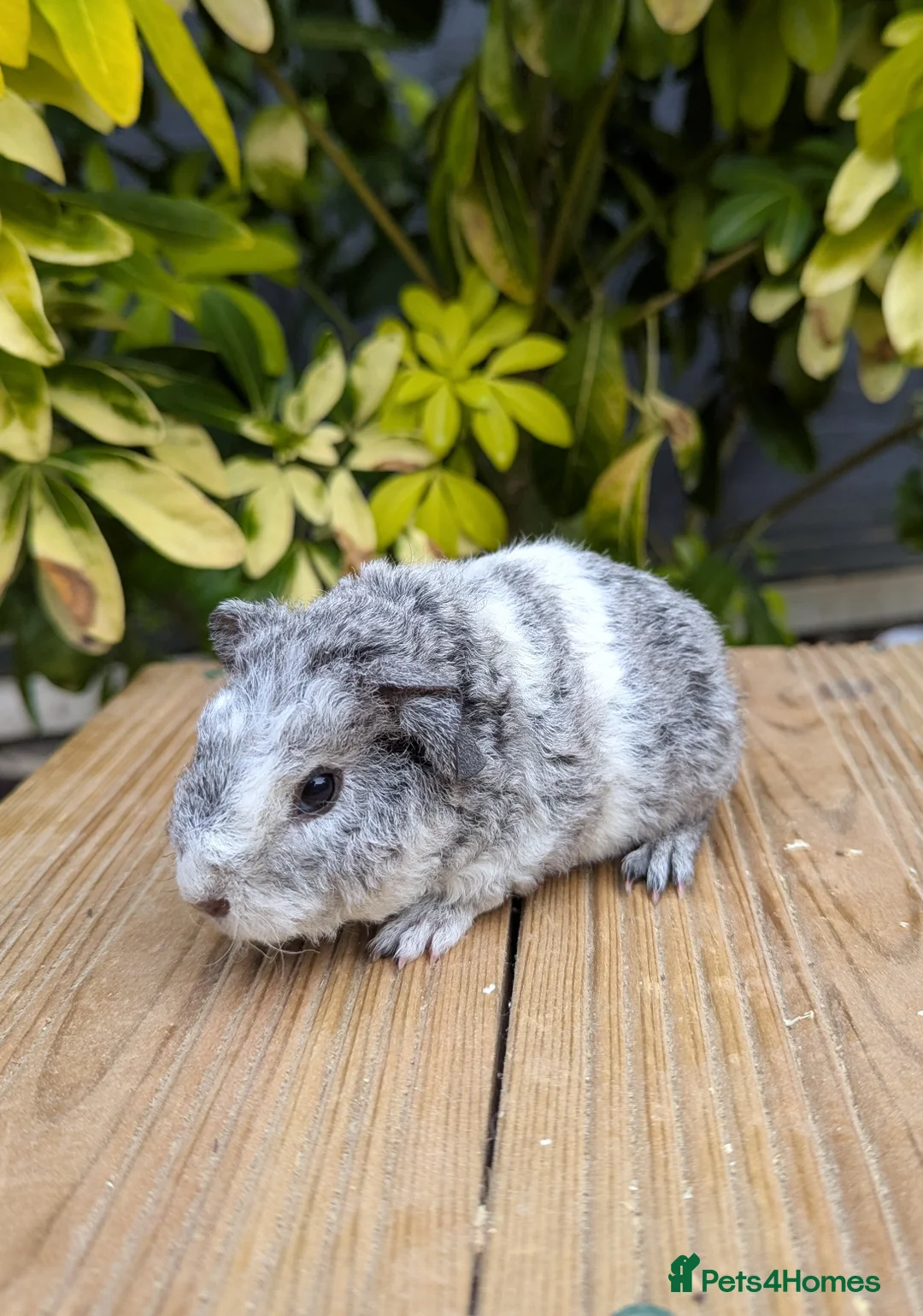 Guinea Pig rodents for sale: Teddy Babies - Advert 6