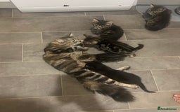 Mixed Breed cats for sale: 2 tabby kittens for sale female and male £150 each - Image 11