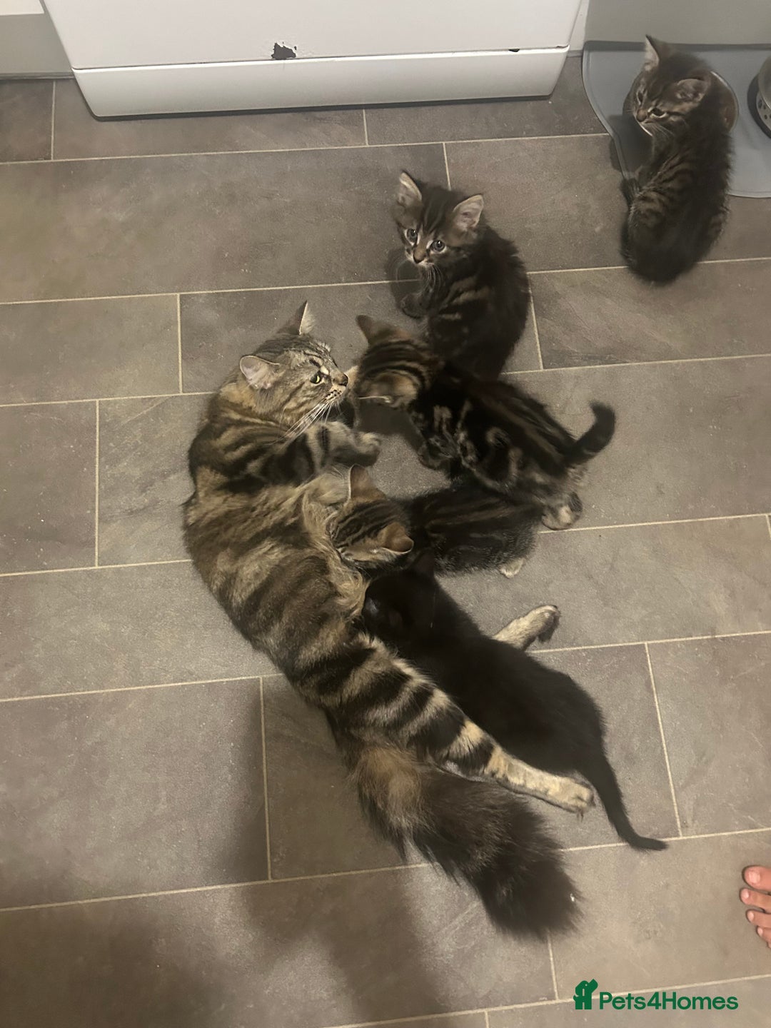 Mixed Breed cats for sale: 2 tabby kittens for sale female and male £150 each - Image 11