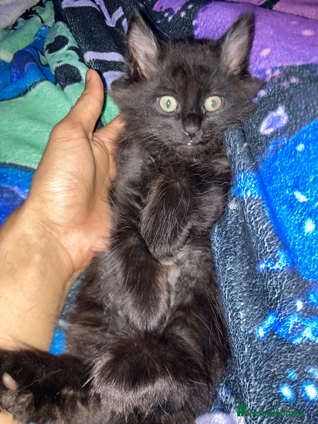 British Longhair cats for sale: British long hair + Turkish angora - Advert 2
