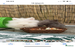 Lionhead rabbits for sale: Two double mained lion head rabbits - Image 1
