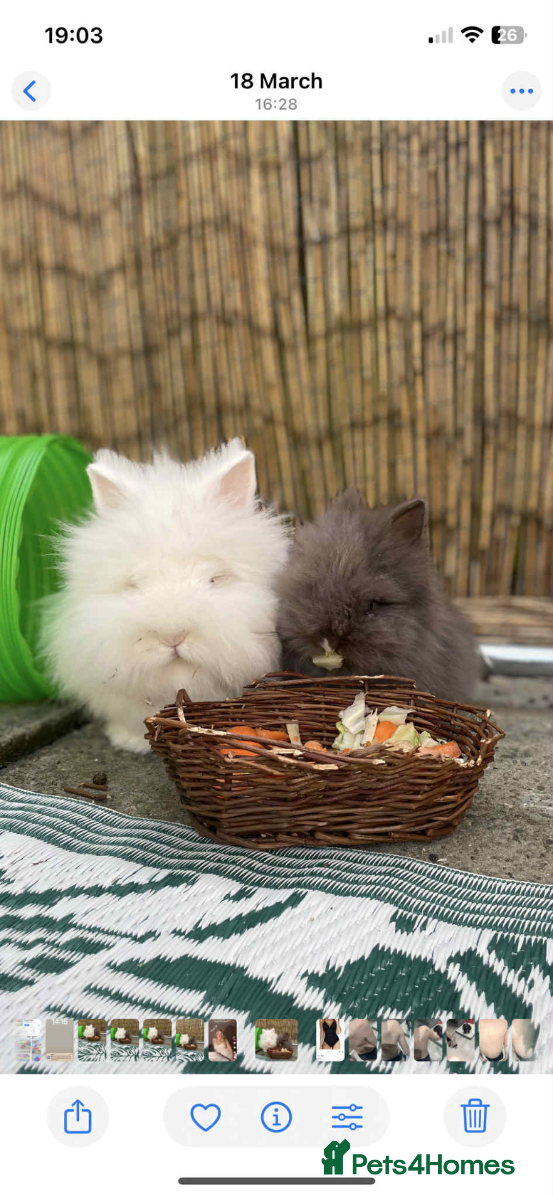 Lionhead rabbits for sale: Two double mained lion head rabbits - Image 1