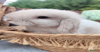 Mini Lop rabbits Mini lop  - Advert 8