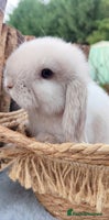 Mini Lop rabbits Mini lop - Advert 8