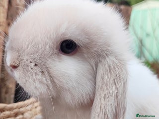 Mini Lop rabbits Mini lop - Advert 3