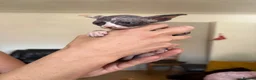 Sphynx cats for sale: Unusual Sphinx’s kittens  - Advert 16