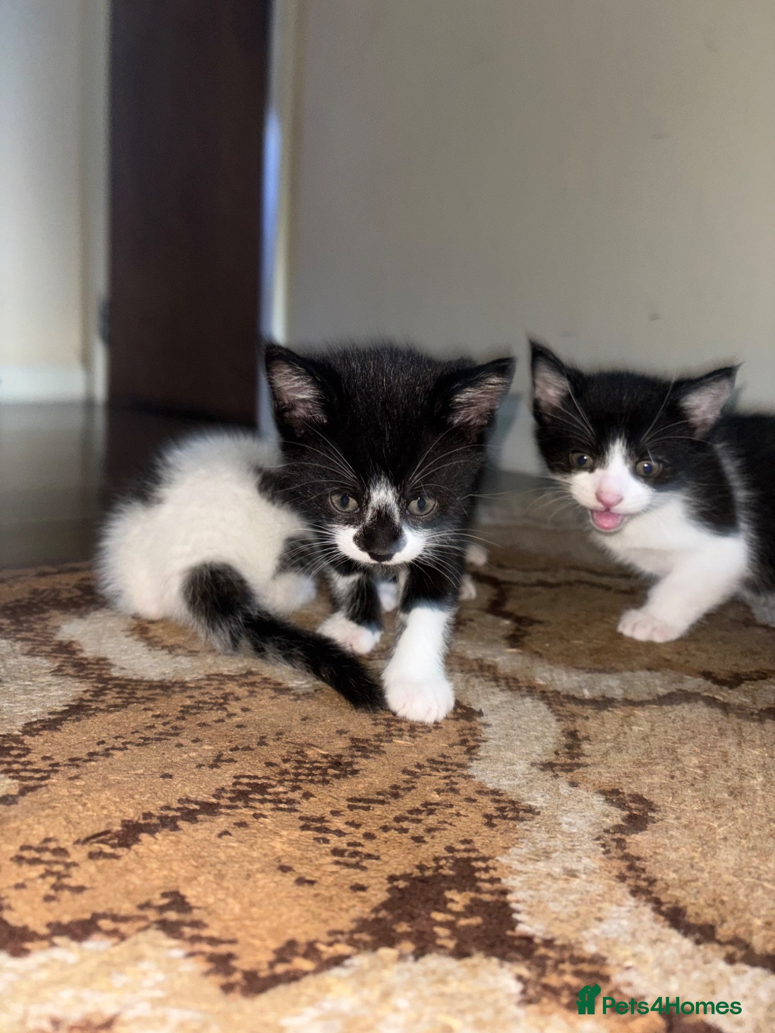 Mixed Breed cats 2 male Tuxedo kittens - Advert 1