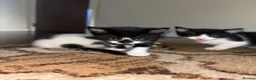 Mixed Breed cats for sale: 2 male Tuxedo kittens in Salford - Advert 1