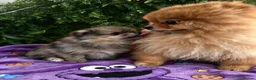 Pomeranian dogs for sale: 👀2 🐶 Left  ✨Four Mini Little Gems💎🐾🐶✨💜🧡🩶🤎 - Advert 26