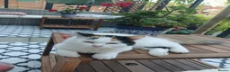 Mixed Breed cats for sale: Female kitten seeking new home  - Advert 7