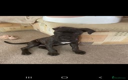 Cane Corso dogs for sale: Cane corso  - Image 3