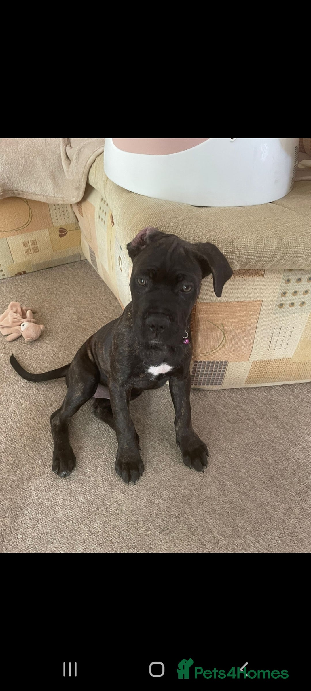 Cane Corso dogs for sale: Cane corso  - Image 3