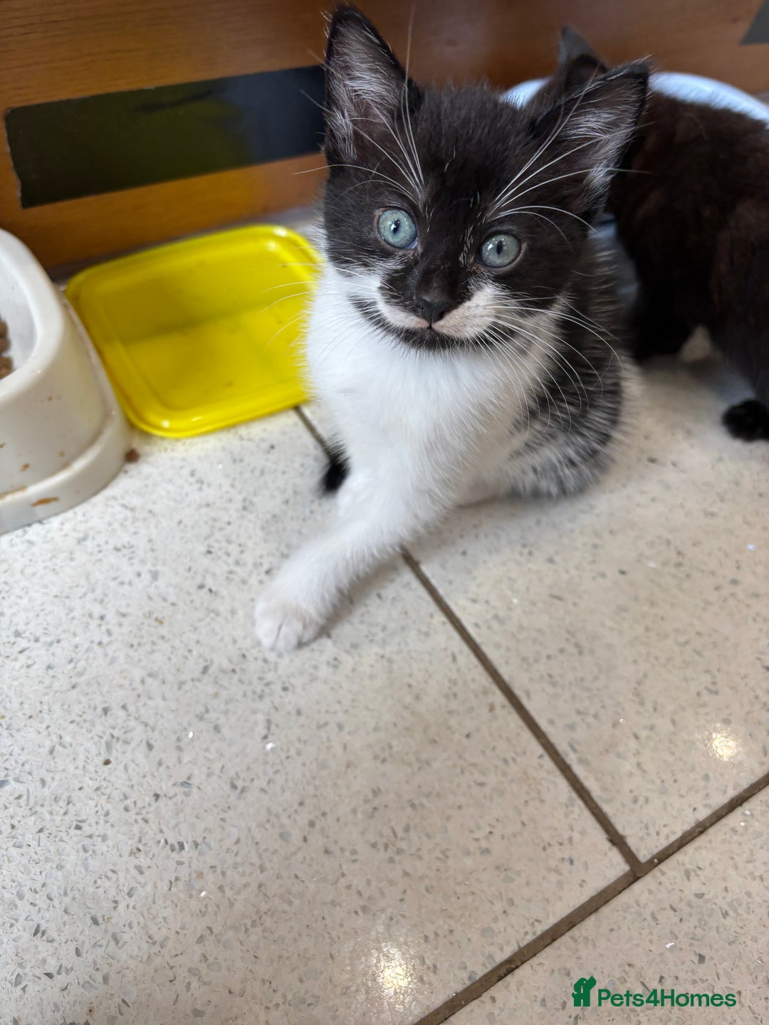 British Shorthair cats for sale: Kittens  - Image 12