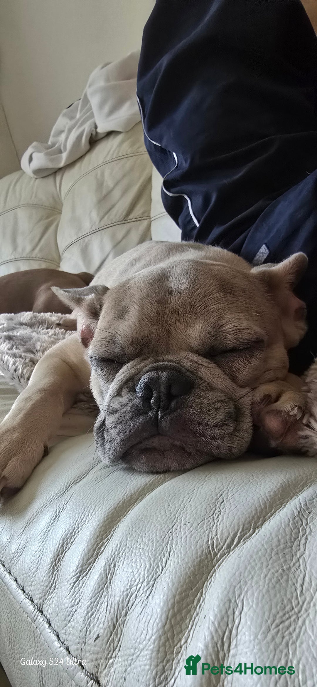 French Bulldog dogs for sale: GOLDEN French Bulldog  - Image 7